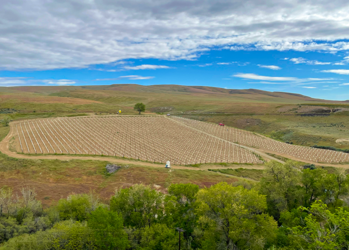 The First Vintage: Olsen Vineyard Sémillon